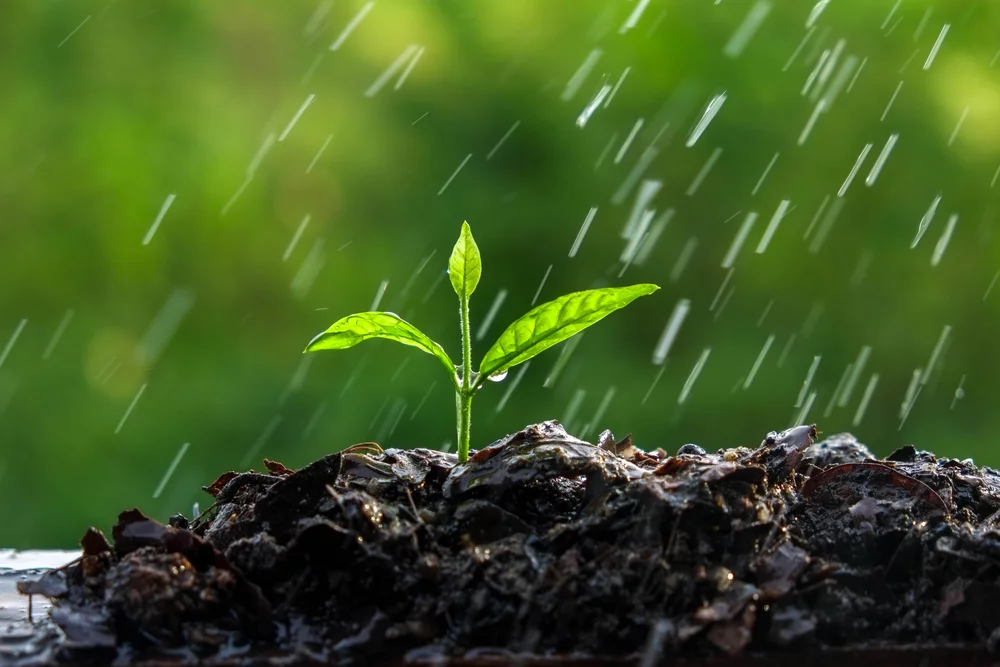 Akademia JA - Roślina wyrasta z gleby podczas deszczu, symbolizując rozwój coachingowy